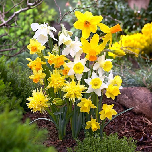 Garden State Bulb Narcissus Rock Garden Mix Daffodil Flower Bulbs, 12/14cm, Fall Planting (Bag of 250)