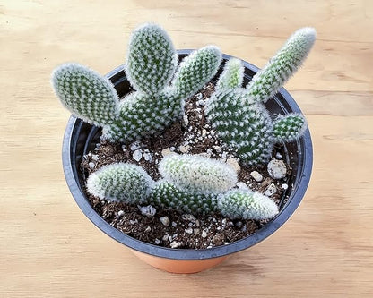 Sprout N Green Opuntia microdasys albata 'Bunny Ears', Live Cactus Plant Rooted in 4in Nursery Pot, Indoor Outdoor Office Home Holiday Décor