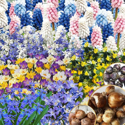 50 Days Blooms Mixed Flower Bulbs, Earliest Spring Blooms, Vibrant Colorful, Cold Hardy, Top Size Bulb for Easy Care, Flowerbeds