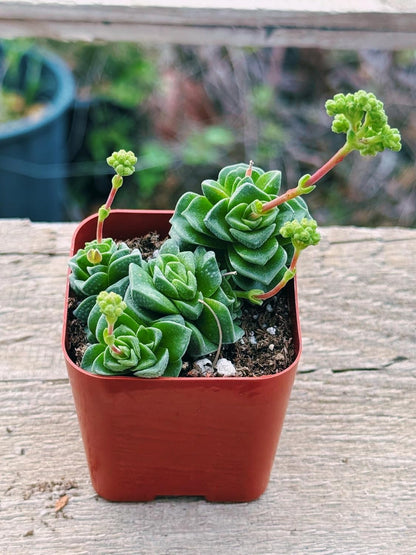 Succulents Plants Live 2inch Live Mini Succulent Plants, Easy Care House Plants Rooted in Succulent Soil Mix, by The Succulent Cult (Crassula Susannae *Rare*, 2 Inch)