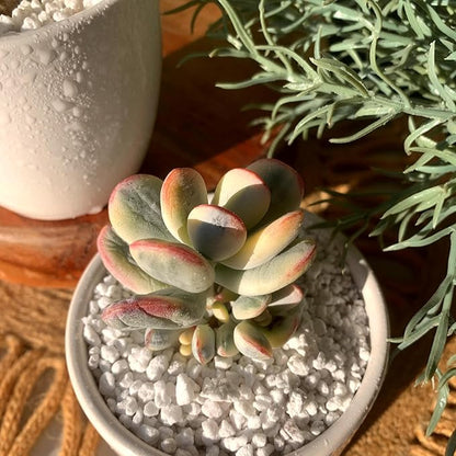 FWPP Live Succulents Plants Cotyledon Orbiculata cv. Variegated 2.5 inches,Rare Succulents Bare Root Without Pot Soil, Live Plants Indoor Office Decoration Wedding and Gift