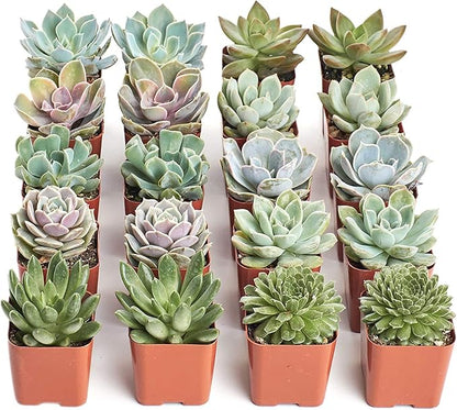 Shop Succulents Rosette Succulent Plant Pack Bulk Collection - Live Mini Succulent Plants, Low Maintenance, Floral Shaped Mix of Colors & Textures - Wedding and Party Favors, Gift & Garden, Pack of 20