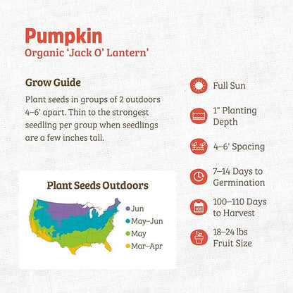 Back to the Roots 100% Organic Seed Packets - Pumpkin 'Jack O'Lantern' (Pack of 2)