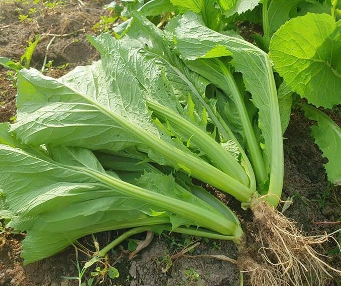 2000 Organic Mustard Green Seeds - Cải Bẹ Xanh - Leaf Mustard, GAI Choy - Non-GMO, Heirloom, Made in USA 99% Germination Rate - Vegetable for Yard & Garden Planting