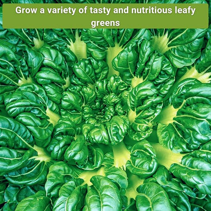 Sow Right Seeds - Large Greens Seed Collection for Planting - Spinach, Arugula, Kale, Lettuce, Tat SOI, Pak Choi and Rainbow Swiss Chard - Non-GMO Heirloom - Plant and Grow a Home Vegetable Garden