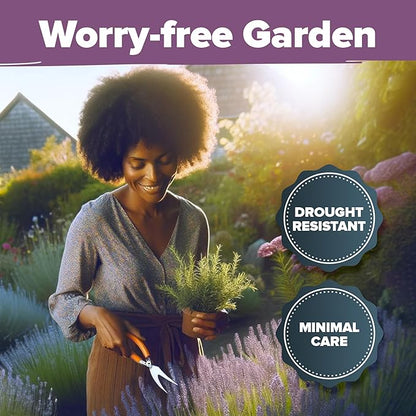 HOME GROWN 𝗨𝗦𝗔 𝗣𝗥𝗘𝗠𝗜𝗨𝗠 English Lavender Seeds 1,500+ 𝗡𝗢𝗡-𝗚𝗠𝗢 Wildflower Seed for Planting Indoor/Outdoor, High Germination, Plant Flower Seeds (Lavandula antustifolia)