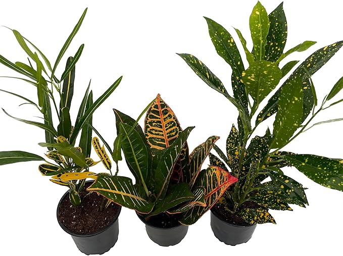 Croton Plant Assortment - 3 Pack in 4" Pots