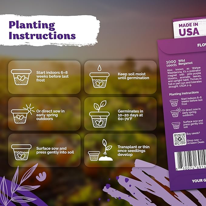 KVITER 1,000 Wild Bergamot Seeds for Planting (Monarda fistulosa) – Bee Balm Native Wildflower, Pollinator Magnet, Organic & Non GMO – Perennial Flower Seeds to Plant Outside in Flower/Herb Garden