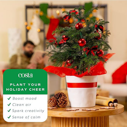 Costa Farms Live Christmas Tree, Medium Norfolk Island Pine in Merry Christmas Wreath Ceramic Plant Pot, Christmas Ornaments, Tabletop Christmas Gift, Holiday, Christmas Room Decor, 18-20 Inches Tall