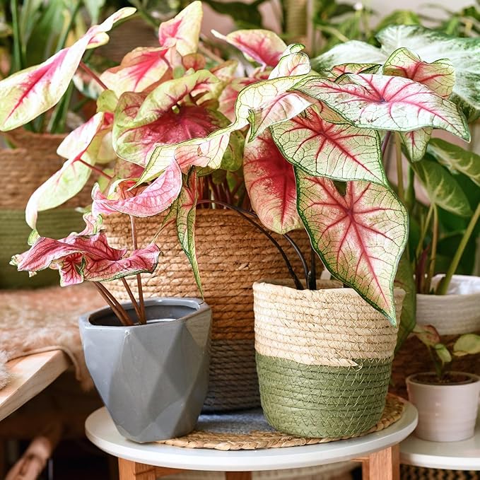 Gardenera Premium Caladium Plant Potting Mix - Crafted for Vibrant Growth and Striking Color - 1 Quart