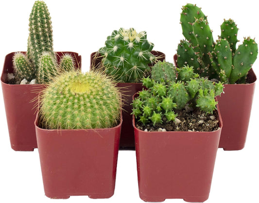 Shop Succulents | Can't Touch This Collection | Assortment of Hand Selected, Fully Rooted Live Indoor Cacti Plants, 5-Pack