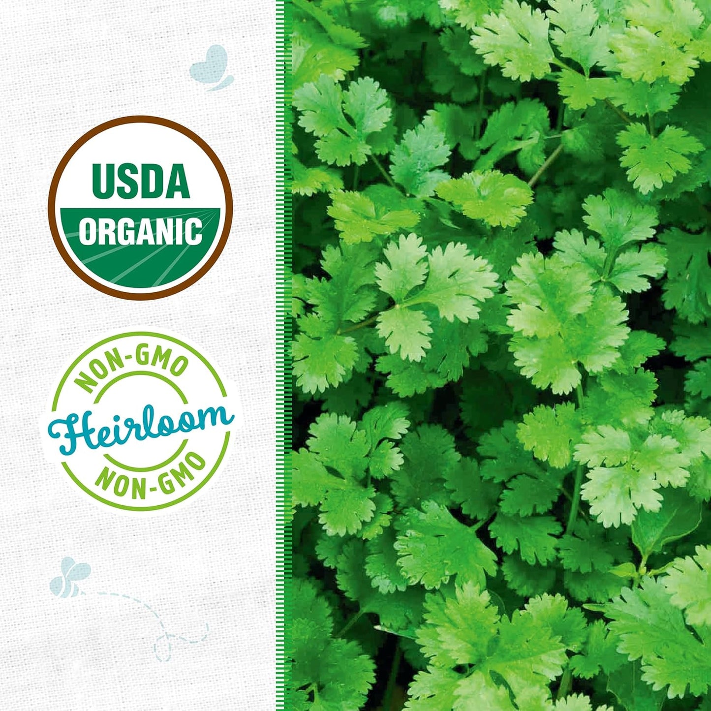 Back to the Roots 100% Organic Seed Packets Cilantro 'Slow Bolting' (Pack of 2)