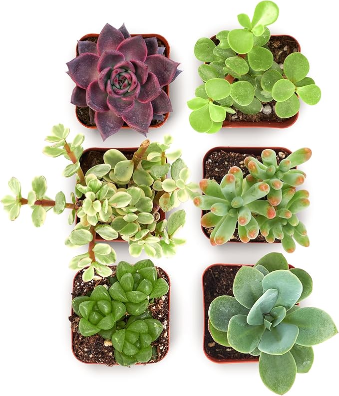 Shop Succulents Collectors Succulent Plant Pack Collection - Live Mini Succulent Plants, Low Maintenance, Colors & Textures - Wedding and Party Favors, Gift & Garden, Pack of 6