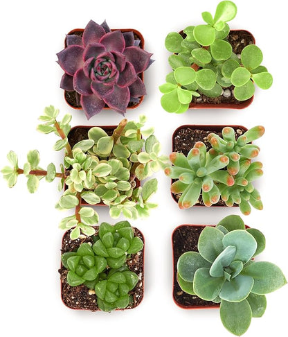 Shop Succulents Collectors Succulent Plant Pack Collection - Live Mini Succulent Plants, Low Maintenance, Colors & Textures - Wedding and Party Favors, Gift & Garden, Pack of 6