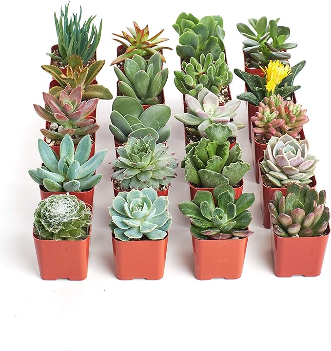 Shop Succulents Unique Succulent Plant Pack Collection - Live Mini Succulent Plants, Low Maintenance, Exceptional Colors & Textures - Wedding and Party Favors, Gift & Garden, Pack of 20