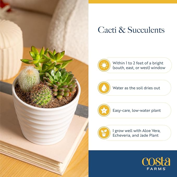Costa Farms Live Succulent Plants (12-Pack), Mini Succulent Assortment Potted in Nursery Plant Pots, Grower's Choice Indoor Houseplants, Bulk Gift for Baby Shower, Wedding, Party, 2-Inches Tall