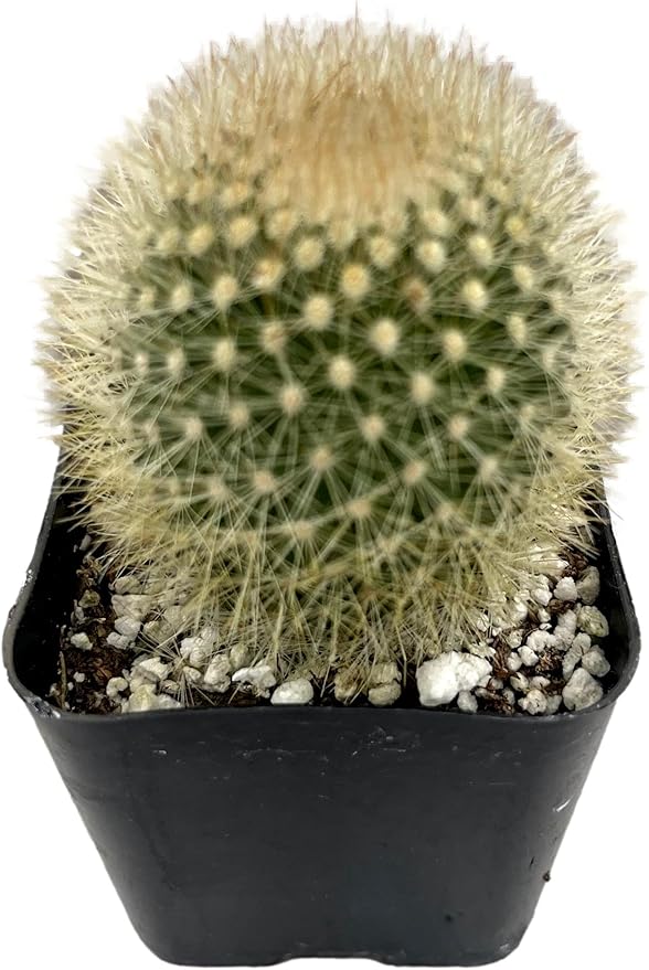 Fatplants Mini Cactus Plants Live Plants (4 Pack), Cactus Plant Indoor Live Plants, Cacti Plants Live Cactus Decor, Succulents Plants Live Houseplants, Mini Cactus Gifts in Cactus Soil Potting Mix