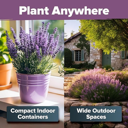 HOME GROWN 𝗨𝗦𝗔 𝗣𝗥𝗘𝗠𝗜𝗨𝗠 English Lavender Seeds 1,500+ 𝗡𝗢𝗡-𝗚𝗠𝗢 Wildflower Seed for Planting Indoor/Outdoor, High Germination, Plant Flower Seeds (Lavandula antustifolia)