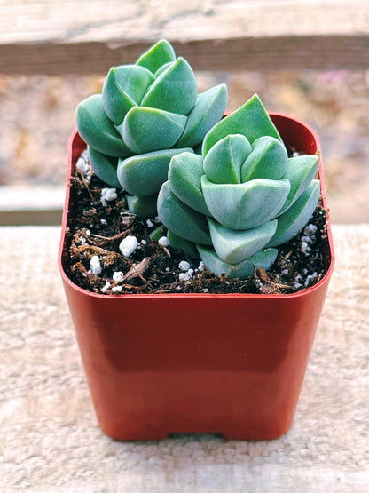 Succulents Plants Live 2inch Live Mini Succulent Plants, Easy Care House Plants Rooted in Succulent Soil Mix, by The Succulent Cult (Crassula Moonglow, 2 Inch)