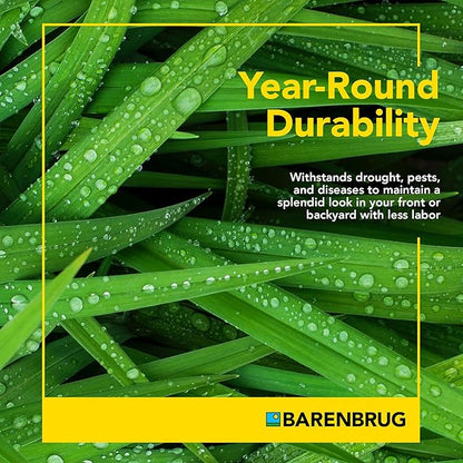 Barenbrug Winter Wonderlawn Grass Seed for Southern Lawns, Fast-Acting Durable Grass Seed Mix for All Weather Conditions, 25-lb. Bag