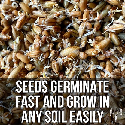 Crooked Bend Last Resort, 25LB Bulk Size, Food Plot Seed for Deer, Mix of Cereal Grain Rye, Wheat, Triticale, Barley, & Oats, Pheasant, Turkey, Dove, Wildlife & Whitetail Hunting Foodplots & Pasture