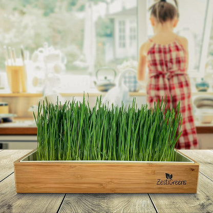 Organic Wheatgrass Growing Kit, Self Watering, with Soilless Grow Mats. The Easy Way to Grow & Juice Healthy Wheat Grass & Make Cat Grass. Bamboo Surround & Black Out Lid. (Organic Wheatgrass Kit)