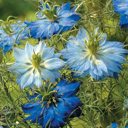 Non GMO Love in a Mist Flower Seeds Nigella damascena (5 Lbs)