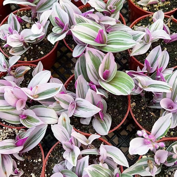 Sprout N Green Tradescantia Nanouk, 1 Pack Rare Live Succulent Plant Fully Rooted in 4" Pot, Real House Plant for Indoor Outdoor Home Office Wedding Decoration Party Favor