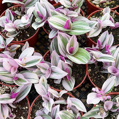 Sprout N Green Tradescantia Nanouk, 1 Pack Rare Live Succulent Plant Fully Rooted in 4" Pot, Real House Plant for Indoor Outdoor Home Office Wedding Decoration Party Favor