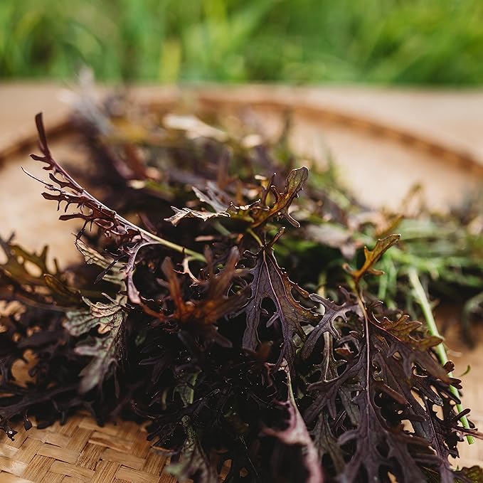 Red Mizuna - 500 Seeds - Heirloom & Open-Pollinated Variety, Non-GMO Vegetable Seeds for Planting, Grow Your Own Mustard Greens Indoors/Outdoors in Containers or The Garden, Thresh Seed Company