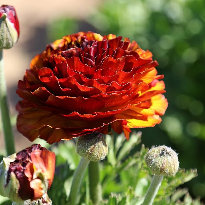 Easy to Grow Ranunculus Tecolote Cafe 10 Plant Bulbs - Unique Bronze, Red & Yellow Flowers in Spring Full Sun Outdoor Zones 8-10, Mediterranean Carlsbad Flower Fields