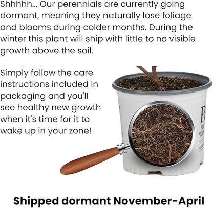 Proven Winners 0.65 Gal, Rock 'N Round™ 'Bright Idea' Stonecrop (Sedum), Live Plant, Yellow Flowers and Green Foliage, 0.65 Gallon (SEDPWP1147103)