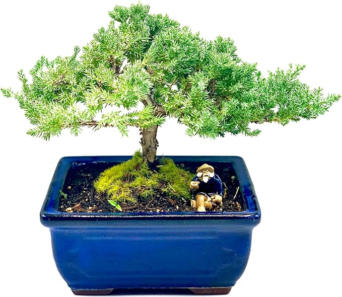 Live Dwarf Juniper Bonsai Tree 7 Year Old | Juniper or Jade Bonsai Tree | Indoor/Outdoor | 100% Handcrafted| Home and Office Décor | Best Gift for Holiday