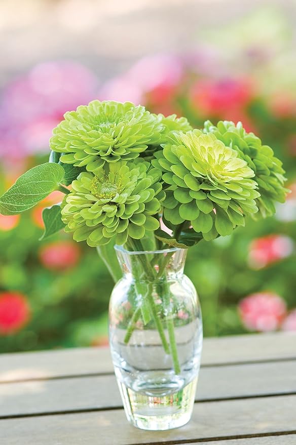 Burpee Tequila Lime Zinnia Seeds 50 seeds