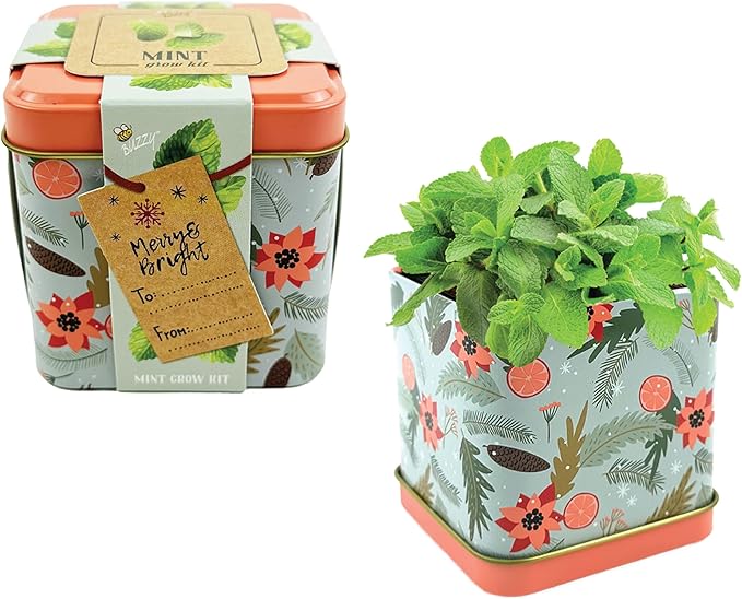 BUZZY Seeds Holiday Mint Square Tin 2-Pack Grow Kit Complete with Non-GMO Seeds and Growing Medium in Decorative Collectible Tins, Stocking Stuffer, Party Favors