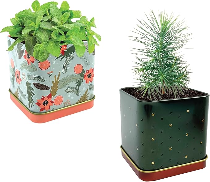 BUZZY Seeds Holiday Mini Spruce and Mint Square Tin Grow Kit 2-Pack, All-in-One Indoor DIY Gardening Gift, Stocking Stuffer, Party Favors Adults, Secret Santa, Present for Gardeners