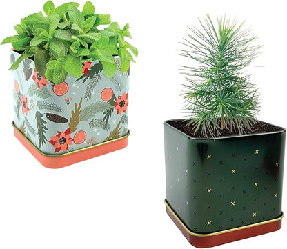 BUZZY Seeds Holiday Mini Spruce and Mint Square Tin Grow Kit 2-Pack, All-in-One Indoor DIY Gardening Gift, Stocking Stuffer, Party Favors Adults, Secret Santa, Present for Gardeners