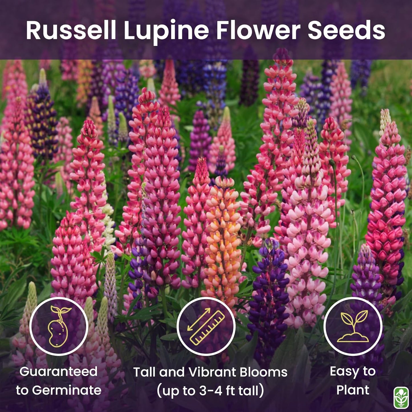Russell Lupine Seeds Perennial - Grows 40" Tall - Perennial Wildflowers for Winter & Fall Planting - Grown in The USA - 100 Mixed Russell Lupine Seeds for Planting