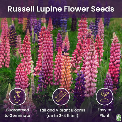 Russell Lupine Seeds Perennial - Grows 40" Tall - Perennial Wildflowers for Winter & Fall Planting - Grown in The USA - 100 Mixed Russell Lupine Seeds for Planting