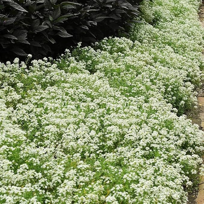 Park Seed Easy DIY Planting Sow Effortless Collection Seed Tape, Sweet Alyssum Snow Crystals, 15 Feet