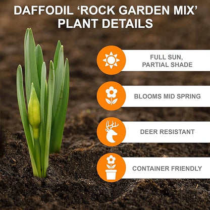 Garden State Bulb Narcissus Rock Garden Mix Daffodil Flower Bulbs, 12/14cm, Fall Planting (Bag of 100)