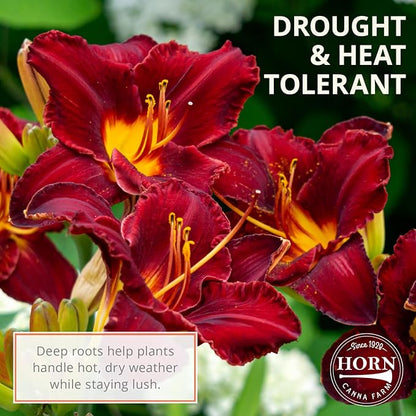 Double Charm Daylily Flower Bulbs – Double Lemon-Yellow Blooms – Easy-Grow, Drought-Tolerant Hardy Perennial for Full Sun (Zones 3–9) Fall Planting Spring Blooming