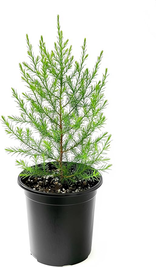 Southern Red Cedar | 1 Live Gallon Size Pot | Juniperus Virginiana Silicicola | Evergreen Privacy Trees | Native Landscape Plants