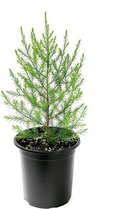 Southern Red Cedar | 2 Live Gallon Size Pots | Juniperus Virginiana Silicicola | Evergreen Privacy Trees | Native Landscape Plants