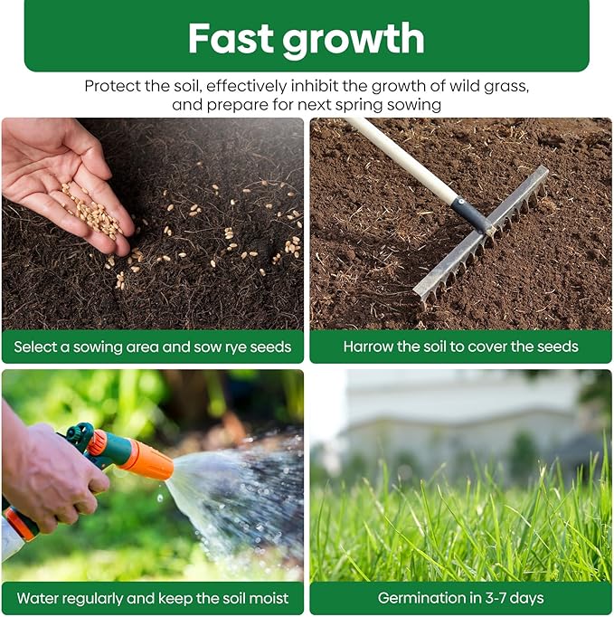 Winter Rye Seeds, 3lbs Non-GMO Cover Crop Seeds, Annual Secale Cereale to Plant for Lawn Alternative, Rye Grass Seed Grown in The USA