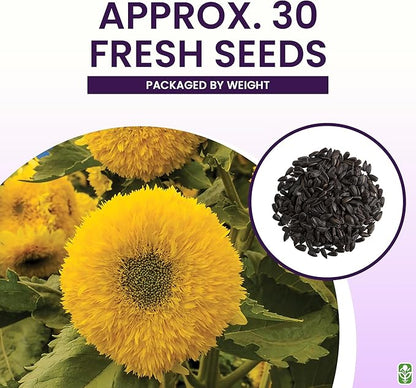 Teddy Bear Sunflower Seeds – 30+ Giant, Fluffy Blooms – Heirloom Flower Seeds for Outdoor Planting – Grows Up to 7’ Tall in Full Sun - Grown in The USA