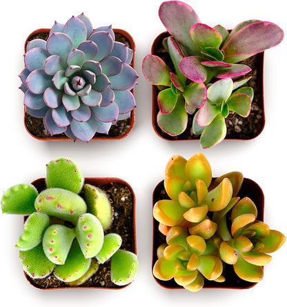Shop Succulents Endless Summer Succulent Pack Collection - Live Mini Succulent Plants, Low Maintenance, Colors & Textures - Wedding and Party Favors, Gift & Garden, Pack of 4
