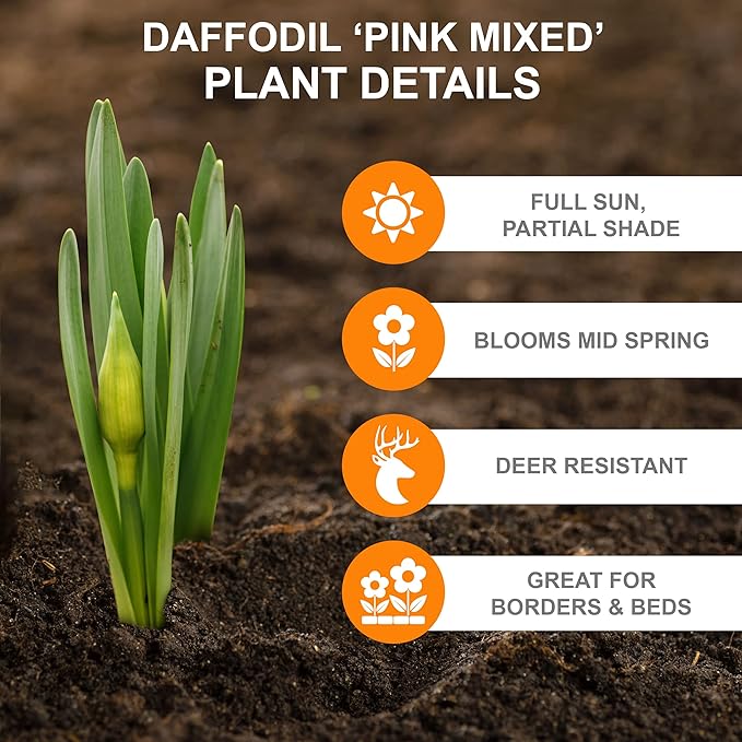 Garden State Bulb Pink Mix Daffodil Flower Bulbs, 14/16cm, Fall Planting (Bag of 100)