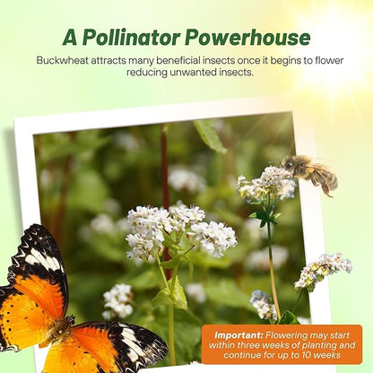 Outsidepride Buckwheat Seeds - 1oz Annual, Fast-Growing, Easy to Grow Buckwheat Cover Crop Seeds for Green Manure, Bee Pasture & Pollinators, Wildlife Habitat, Soil Improvement, and Erosion Control