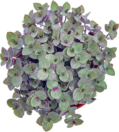 Sprout N Green Turtle Vine, Live Succulent Callisia Repens Sedum Fully Rooted in 4" Pot, House Plant Home Office Wedding Decoration DIY Projects Party Favor